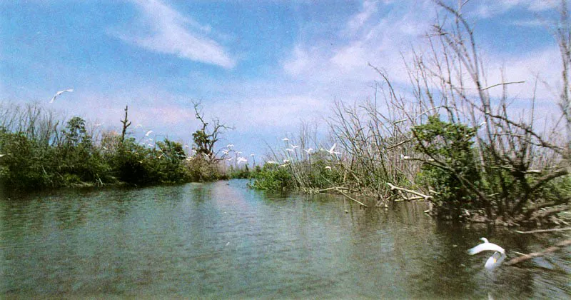 El mangle rojo dispone
de una estrategia particular para permitir la entrada de agua dulce y dejar fuera las sales. Esto lo hace mediante mecanismos de ultrafiltración selectiva a nivel de las células de sus raíces. Para lograrlo tiene que man-tener grandes presiones negativas internas y ,succionar» el agua dulce del mar. Cuando la salinidad aumenta el mangle no puede seguir sosteniendo estas diferencias de presiones y las, sales empiezan a entrar produciendo inmediata-mente un desequilibrio en
el funcionamiento de las células. Según la cantidad de sal el manglar presenta diferentes síntomas: si es tolerable reacciona perdiendo sus hojas y si
es demasiada le
produce la muerte.
