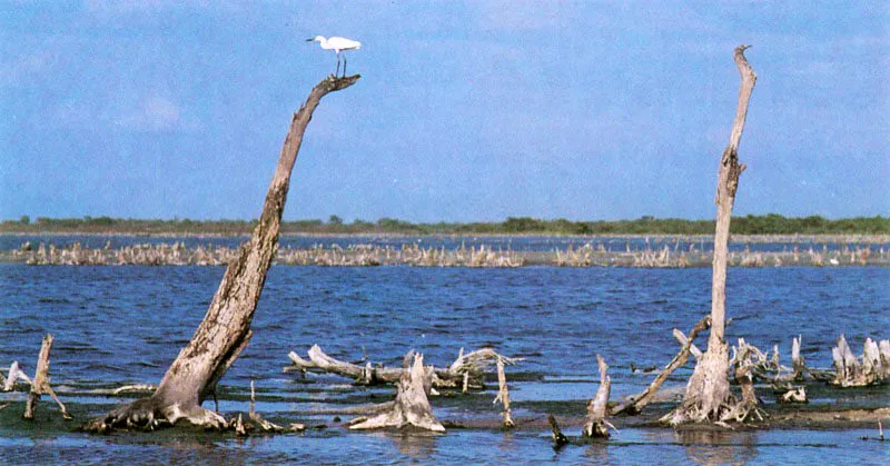 El mangle rojo dispone
de una estrategia particular para permitir la entrada de agua dulce y dejar fuera las sales. Esto lo hace mediante mecanismos de ultrafiltración selectiva a nivel de las células de sus raíces. Para lograrlo tiene que man-tener grandes presiones negativas internas y ,succionar» el agua dulce del mar. Cuando la salinidad aumenta el mangle no puede seguir sosteniendo estas diferencias de presiones y las, sales empiezan a entrar produciendo inmediata-mente un desequilibrio en
el funcionamiento de las células. Según la cantidad de sal el manglar presenta diferentes síntomas: si es tolerable reacciona perdiendo sus hojas y si
es demasiada le
produce la muerte.