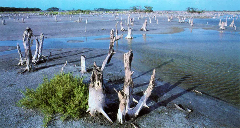 El mangle rojo dispone
de una estrategia particular para permitir la entrada de agua dulce y dejar fuera las sales. Esto lo hace mediante mecanismos de ultrafiltración selectiva a nivel de las células de sus raíces. Para lograrlo tiene que man-tener grandes presiones negativas internas y ,succionar» el agua dulce del mar. Cuando la salinidad aumenta el mangle no puede seguir sosteniendo estas diferencias de presiones y las, sales empiezan a entrar produciendo inmediata-mente un desequilibrio en
el funcionamiento de las células. Según la cantidad de sal el manglar presenta diferentes síntomas: si es tolerable reacciona perdiendo sus hojas y si
es demasiada le
produce la muerte.