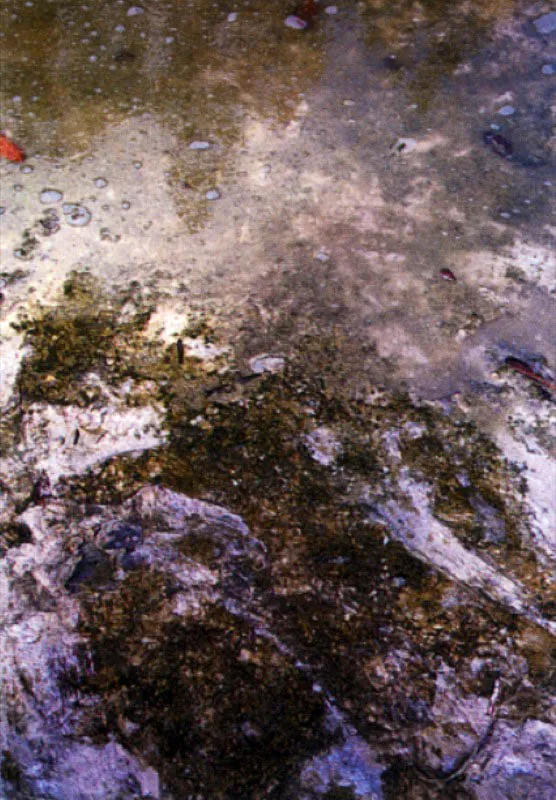 Si la sal no es lavada o diluida por el agua dulce, los manglares se ven expuestos a graves tensiones y tienen que gastar gran parte de su energía en controlar este aspecto negativo. Esto nos demuestra que los
mangles, a pesar de tener
el agua salina como aliado, dependen, como el resto
de las plantas terrestres,
del aporte temporal de agua dulce.
El incremento en la salinidad, asociado normalmente con la evaporación de
agua dulce.