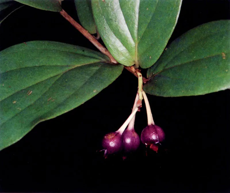 Los manglares, especialmente los del Pacífico colombiano, no sólo tienen una vasta fauna asociada; tienen también una particular flora acompañante. Sobre las ramas crece una serie de
epífitas, entre ellas, bromelias, orquídeas y helechos. El suelo también tiene plantas muy particulares que viven cerca al manglar como Crenea patentinervis (124), una especie endémica que sólo se conoce en los manglares del Pacífico colombiano.