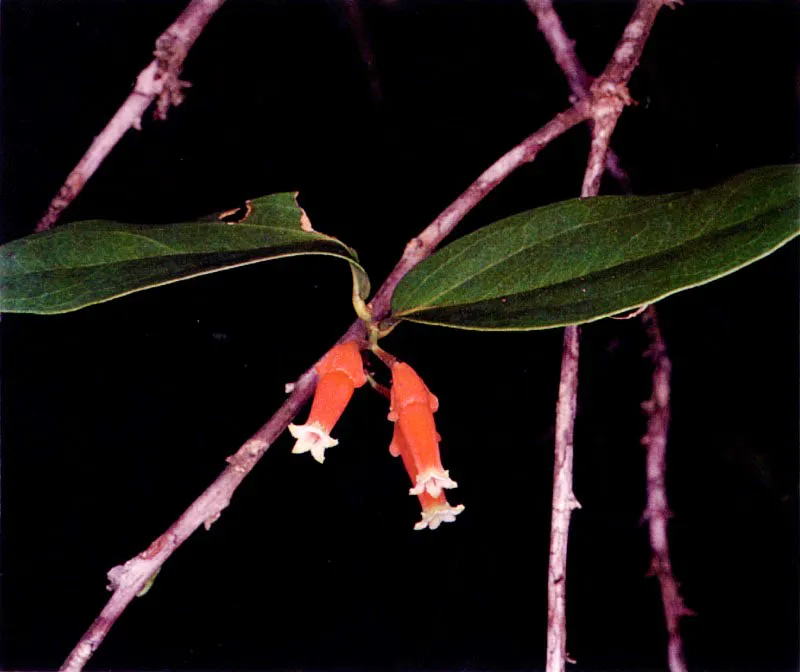 Los manglares, especialmente los del Pacífico colombiano, no sólo tienen una vasta fauna asociada; tienen también una particular flora acompañante. Sobre las ramas crece una serie de
epífitas, entre ellas, bromelias, orquídeas y helechos. El suelo también tiene plantas muy particulares que viven cerca al manglar como Crenea patentinervis (124), una especie endémica que sólo se conoce en los manglares del Pacífico colombiano.