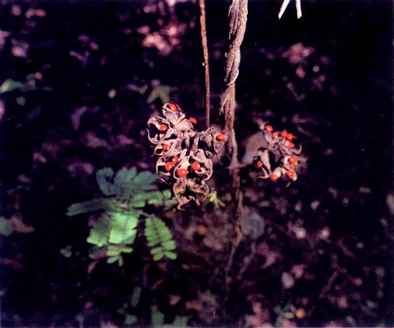 Los manglares, especialmente los del Pacífico colombiano, no sólo tienen una vasta fauna asociada; tienen también una particular flora acompañante. Sobre las ramas crece una serie de
epífitas, entre ellas, bromelias, orquídeas y helechos. El suelo también tiene plantas muy particulares que viven cerca al manglar como Crenea patentinervis (124), una especie endémica que sólo se conoce en los manglares del Pacífico colombiano.