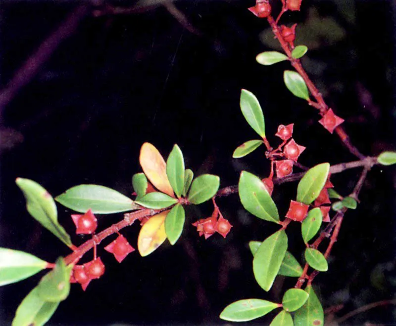 Los manglares, especialmente los del Pacífico colombiano, no sólo tienen una vasta fauna asociada; tienen también una particular flora acompañante. Sobre las ramas crece una serie de
epífitas, entre ellas, bromelias, orquídeas y helechos. El suelo también tiene plantas muy particulares que viven cerca al manglar como Crenea patentinervis (124), una especie endémica que sólo se conoce en los manglares del Pacífico colombiano.