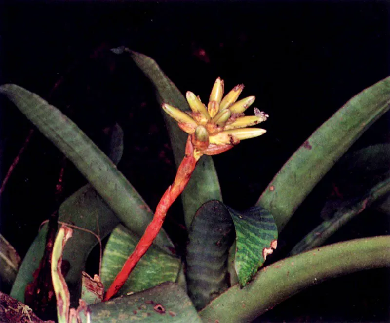 Los manglares, especialmente los del Pacífico colombiano, no sólo tienen una vasta fauna asociada; tienen también una particular flora acompañante. Sobre las ramas crece una serie de
epífitas, entre ellas, bromelias, orquídeas y helechos. El suelo también tiene plantas muy particulares que viven cerca al manglar como Crenea patentinervis (124), una especie endémica que sólo se conoce en los manglares del Pacífico colombiano.