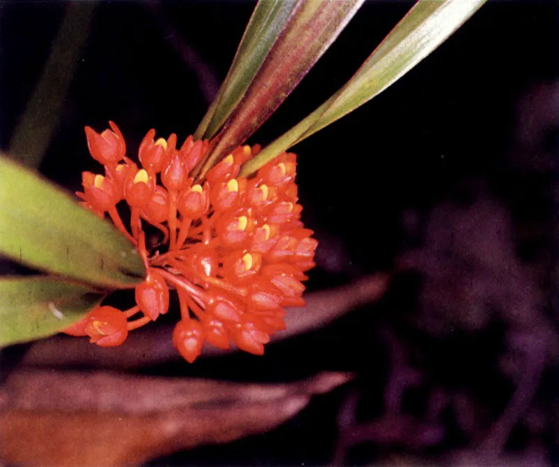 Los manglares, especialmente los del Pacífico colombiano, no sólo tienen una vasta fauna asociada; tienen también una particular flora acompañante. Sobre las ramas crece una serie de
epífitas, entre ellas, bromelias, orquídeas y helechos. El suelo también tiene plantas muy particulares que viven cerca al manglar como Crenea patentinervis (124), una especie endémica que sólo se conoce en los manglares del Pacífico colombiano.