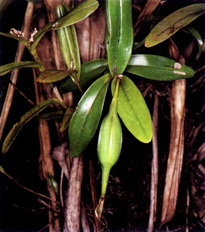 Los manglares, especialmente los del Pacífico colombiano, no sólo tienen una vasta fauna asociada; tienen también una particular flora acompañante. Sobre las ramas crece una serie de
epífitas, entre ellas, bromelias, orquídeas y helechos. El suelo también tiene plantas muy particulares que viven cerca al manglar como Crenea patentinervis (124), una especie endémica que sólo se conoce en los manglares del Pacífico colombiano.