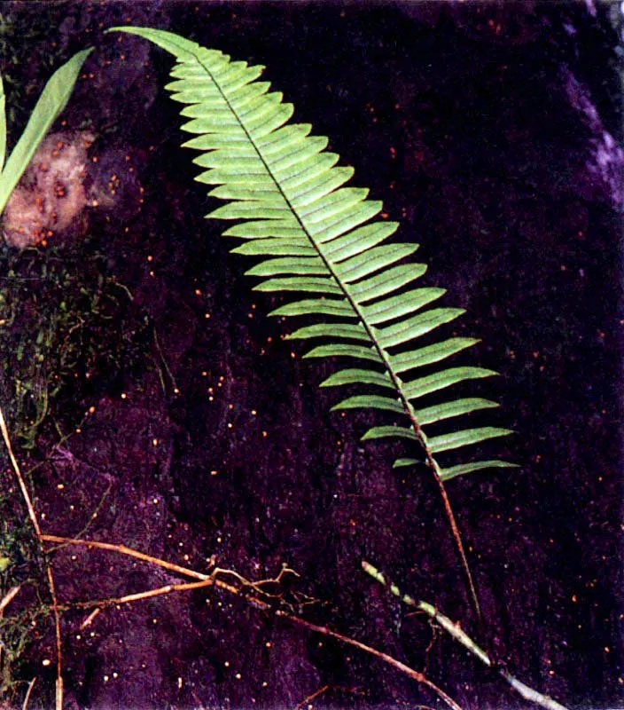 Los manglares, especialmente los del Pacífico colombiano, no sólo tienen una vasta fauna asociada; tienen también una particular flora acompañante. Sobre las ramas crece una serie de
epífitas, entre ellas, bromelias, orquídeas y helechos. El suelo también tiene plantas muy particulares que viven cerca al manglar como Crenea patentinervis (124), una especie endémica que sólo se conoce en los manglares del Pacífico colombiano.