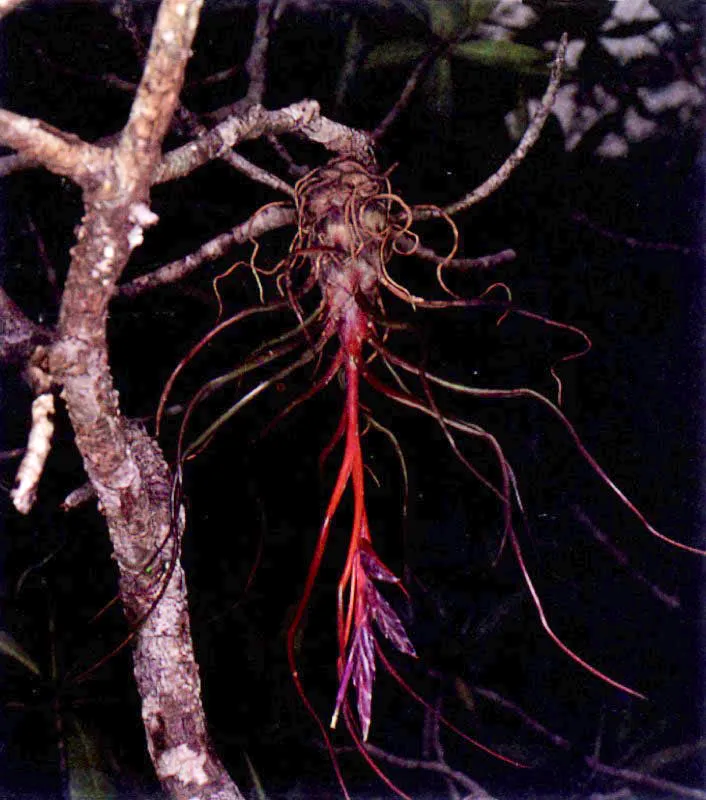 Los manglares, especialmente los del Pacífico colombiano, no sólo tienen una vasta fauna asociada; tienen también una particular flora acompañante. Sobre las ramas crece una serie de
epífitas, entre ellas, bromelias, orquídeas y helechos. El suelo también tiene plantas muy particulares que viven cerca al manglar como Crenea patentinervis (124), una especie endémica que sólo se conoce en los manglares del Pacífico colombiano.