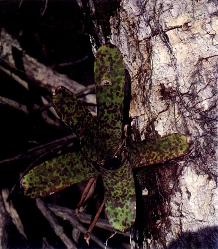 Los manglares, especialmente los del Pacífico colombiano, no sólo tienen una vasta fauna asociada; tienen también una particular flora acompañante. Sobre las ramas crece una serie de
epífitas, entre ellas, bromelias, orquídeas y helechos. El suelo también tiene plantas muy particulares que viven cerca al manglar como Crenea patentinervis (124), una especie endémica que sólo se conoce en los manglares del Pacífico colombiano.