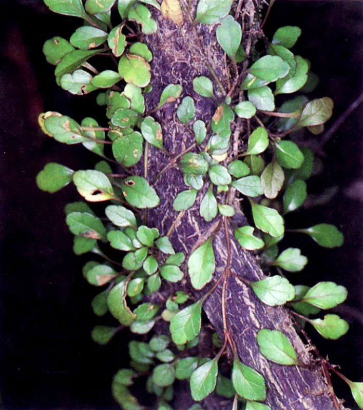 Los manglares, especialmente los del Pacífico colombiano, no sólo tienen una vasta fauna asociada; tienen también una particular flora acompañante. Sobre las ramas crece una serie de
epífitas, entre ellas, bromelias, orquídeas y helechos. El suelo también tiene plantas muy particulares que viven cerca al manglar como Crenea patentinervis (124), una especie endémica que sólo se conoce en los manglares del Pacífico colombiano.