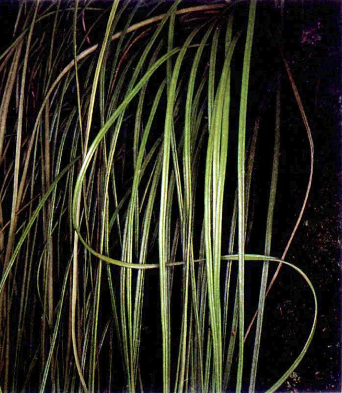 Los manglares, especialmente los del Pacífico colombiano, no sólo tienen una vasta fauna asociada; tienen también una particular flora acompañante. Sobre las ramas crece una serie de
epífitas, entre ellas, bromelias, orquídeas y helechos. El suelo también tiene plantas muy particulares que viven cerca al manglar como Crenea patentinervis (124), una especie endémica que sólo se conoce en los manglares del Pacífico colombiano.