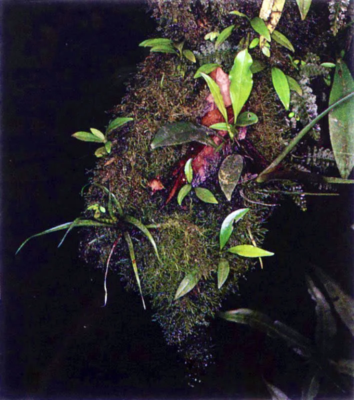 Las altas precipitaciones del Pacífico colombiano y la atmósfera sofocante saturada de vapor de
agua, permiten que en el manglar, al igual que en la selva tropical vecina, se desarrolle una infinidad
de hongos y plantas inferiores sobre los troncos de los árboles. En algunos casos podemos pensar que hemos penetrado al bosque de niebla cuando vemos
los tapetes de líquenes y musgos cubriendo los troncos de vetustos mangles.