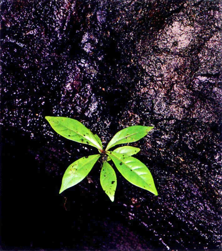 Las altas precipitaciones del Pacífico colombiano y la atmósfera sofocante saturada de vapor de
agua, permiten que en el manglar, al igual que en la selva tropical vecina, se desarrolle una infinidad
de hongos y plantas inferiores sobre los troncos de los árboles. En algunos casos podemos pensar que hemos penetrado al bosque de niebla cuando vemos
los tapetes de líquenes y musgos cubriendo los troncos de vetustos mangles.
