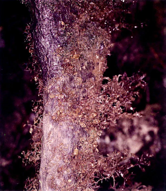 Las altas precipitaciones del Pacífico colombiano y la atmósfera sofocante saturada de vapor de
agua, permiten que en el manglar, al igual que en la selva tropical vecina, se desarrolle una infinidad
de hongos y plantas inferiores sobre los troncos de los árboles. En algunos casos podemos pensar que hemos penetrado al bosque de niebla cuando vemos
los tapetes de líquenes y musgos cubriendo los troncos de vetustos mangles.