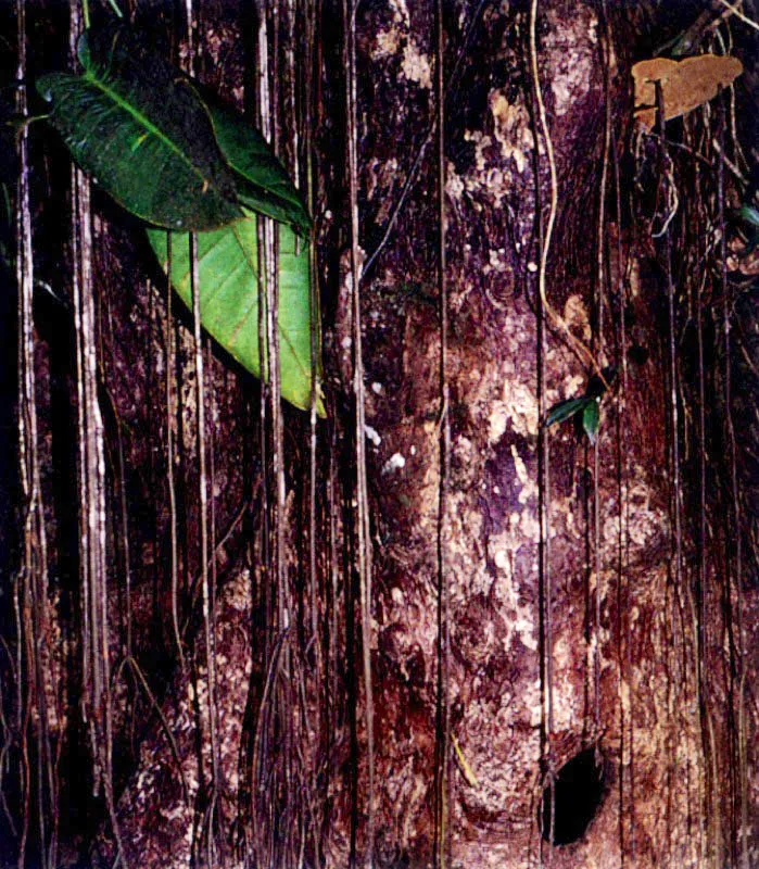 Las altas precipitaciones del Pacífico colombiano y la atmósfera sofocante saturada de vapor de
agua, permiten que en el manglar, al igual que en la selva tropical vecina, se desarrolle una infinidad
de hongos y plantas inferiores sobre los troncos de los árboles. En algunos casos podemos pensar que hemos penetrado al bosque de niebla cuando vemos
los tapetes de líquenes y musgos cubriendo los troncos de vetustos mangles.