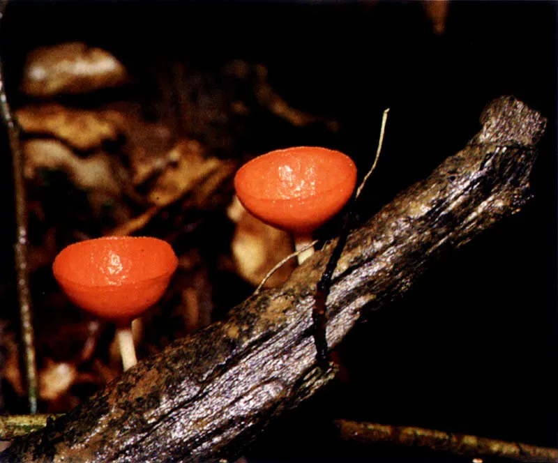 Las altas precipitaciones del Pacífico colombiano y la atmósfera sofocante saturada de vapor de
agua, permiten que en el manglar, al igual que en la selva tropical vecina, se desarrolle una infinidad
de hongos y plantas inferiores sobre los troncos de los árboles. En algunos casos podemos pensar que hemos penetrado al bosque de niebla cuando vemos
los tapetes de líquenes y musgos cubriendo los troncos de vetustos mangles.
