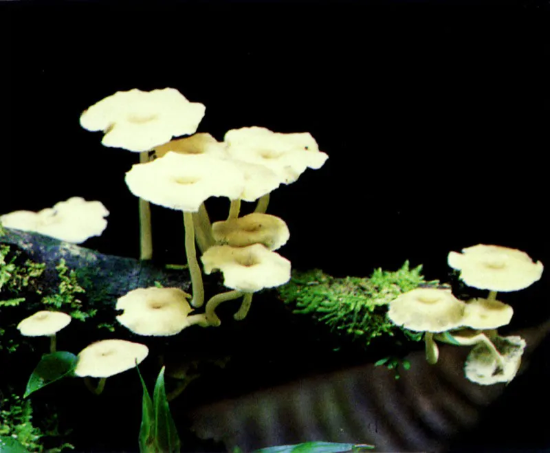Las altas precipitaciones del Pacífico colombiano y la atmósfera sofocante saturada de vapor de
agua, permiten que en el manglar, al igual que en la selva tropical vecina, se desarrolle una infinidad
de hongos y plantas inferiores sobre los troncos de los árboles. En algunos casos podemos pensar que hemos penetrado al bosque de niebla cuando vemos
los tapetes de líquenes y musgos cubriendo los troncos de vetustos mangles.