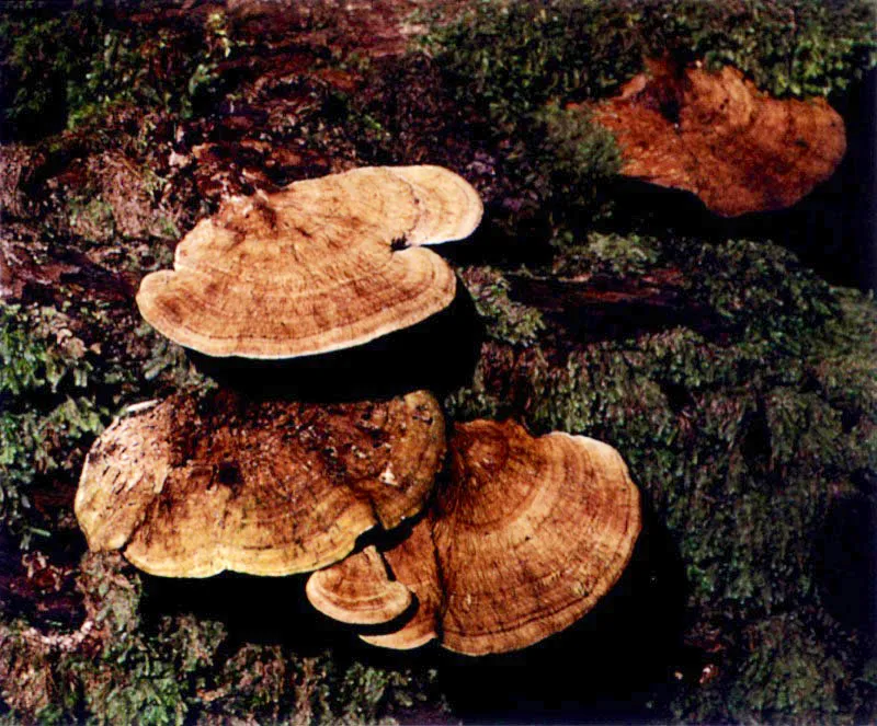 Las altas precipitaciones del Pacífico colombiano y la atmósfera sofocante saturada de vapor de
agua, permiten que en el manglar, al igual que en la selva tropical vecina, se desarrolle una infinidad
de hongos y plantas inferiores sobre los troncos de los árboles. En algunos casos podemos pensar que hemos penetrado al bosque de niebla cuando vemos
los tapetes de líquenes y musgos cubriendo los troncos de vetustos mangles.