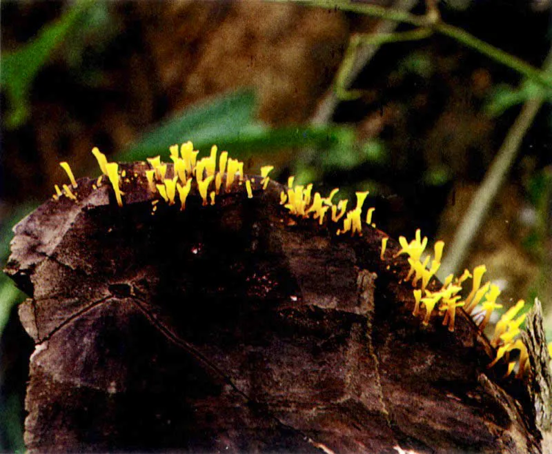 Las altas precipitaciones del Pacífico colombiano y la atmósfera sofocante saturada de vapor de
agua, permiten que en el manglar, al igual que en la selva tropical vecina, se desarrolle una infinidad
de hongos y plantas inferiores sobre los troncos de los árboles. En algunos casos podemos pensar que hemos penetrado al bosque de niebla cuando vemos
los tapetes de líquenes y musgos cubriendo los troncos de vetustos mangles.