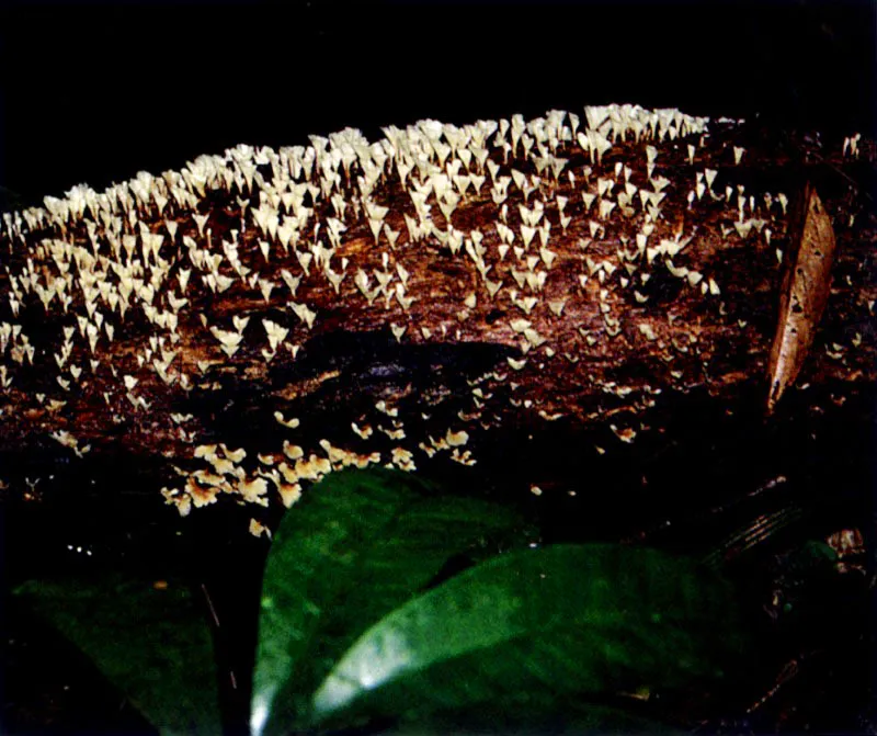 Las altas precipitaciones del Pacífico colombiano y la atmósfera sofocante saturada de vapor de
agua, permiten que en el manglar, al igual que en la selva tropical vecina, se desarrolle una infinidad
de hongos y plantas inferiores sobre los troncos de los árboles. En algunos casos podemos pensar que hemos penetrado al bosque de niebla cuando vemos
los tapetes de líquenes y musgos cubriendo los troncos de vetustos mangles.
