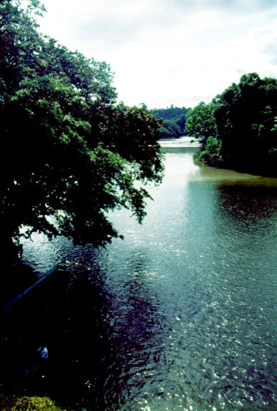 El río Sabaletas, en su entrada al Anchicayá contribuye sensiblemente con el aporte de nutrientes al espléndido desarrollo de los manglares de la bahía de Buenaventura.