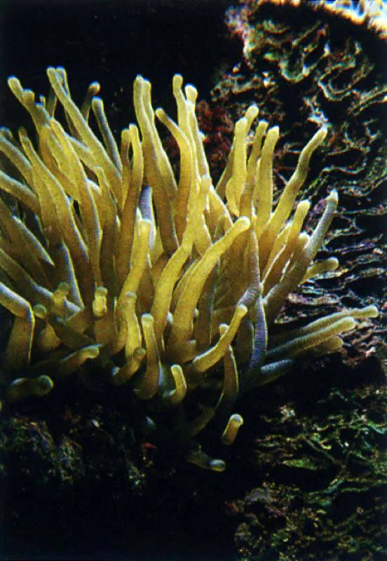 Condylactis gigantea crece en 
un banco de coral 
aledao al manglar.
 