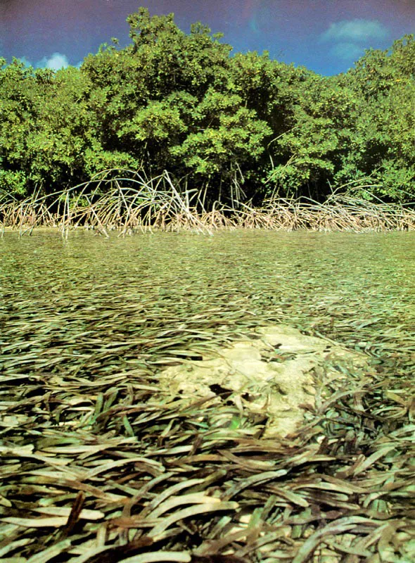 En zonas influenciadas predominantemente por aguas marinas los bancos sumergidos de arena coralina son colonizados por pastos como
Thalassia testudinum.
Una vez que el suelo esté consolidado y exista un adecuado sustrato
orgánico producido por los restos de estos pastos, se crean condiciones favorables para el anclaje de los embriones de
mangle rojo, que al crecer
y proyectar su sombra matan la pradera y colonizan gradualmente su territorio.