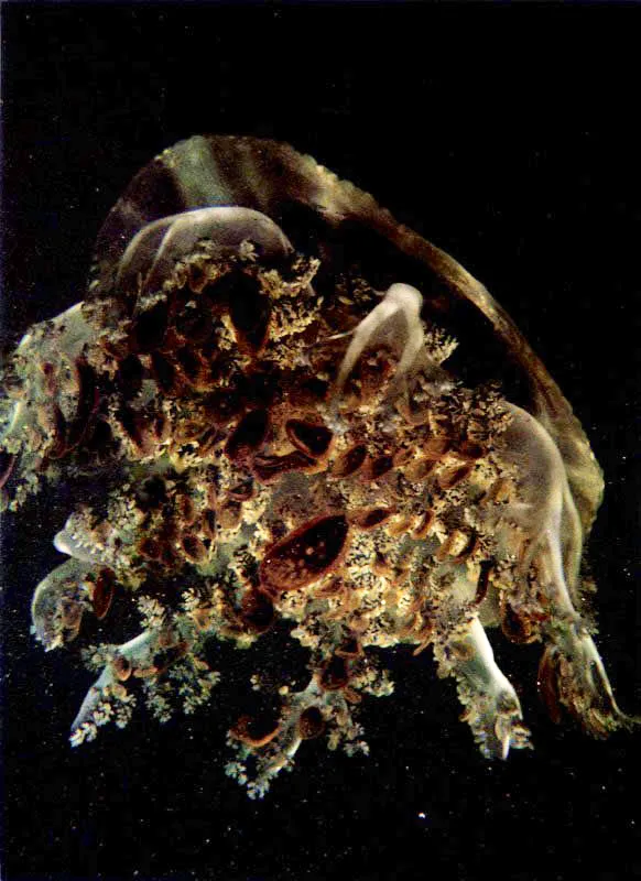 En los manglares encontramos elementos faunísticos asociados al arrecife como la aguamala, Cassiopea xamachana,
la cual se coloca cabeza abajo sobre el fondo para cernir las partículas nutritivas que le ofrece el manglar.
El manglar no sólo actúa como filtro natural. También se convierte en una importante salacuna del arrecife, dado que muchas especies que lo habitan tienen su
desarrollo larval o juvenil en el manglar. Muchos peces van a dormir al arrecife y le llevan nutrientes al defecar en los dormideros. Las ascidias, abajo, se fijan a las raíces para filtrar desde esta posición el agua. También los camarones limpiadores encuentran una tarima de despliegue, sobre este andamio.
