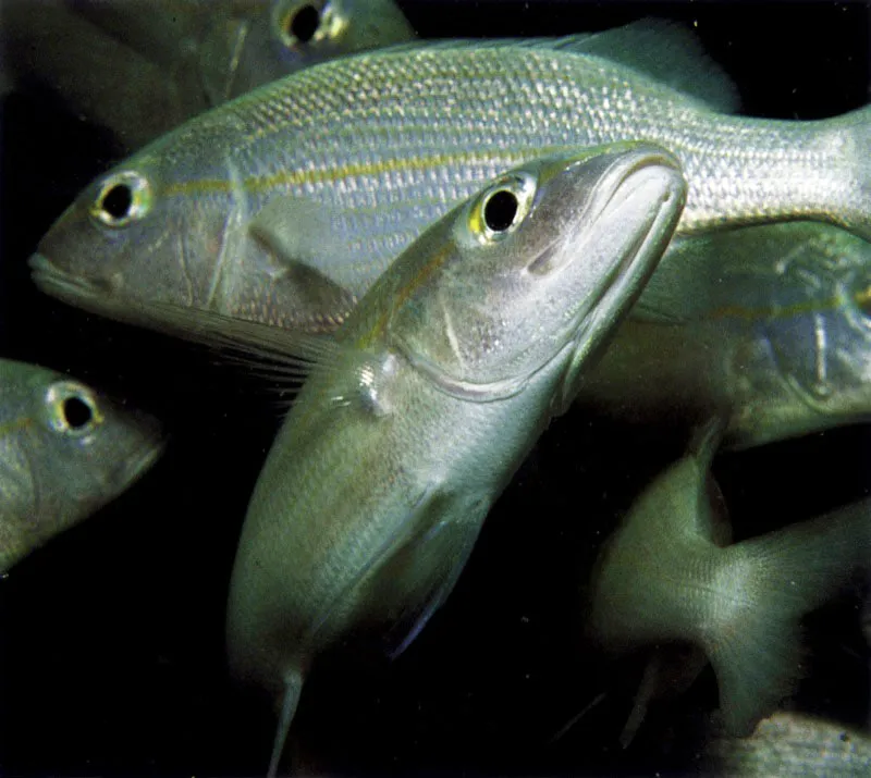 En los manglares encontramos elementos faunísticos asociados al arrecife como la aguamala, Cassiopea xamachana,
la cual se coloca cabeza abajo sobre el fondo para cernir las partículas nutritivas que le ofrece el manglar.
El manglar no sólo actúa como filtro natural. También se convierte en una importante salacuna del arrecife, dado que muchas especies que lo habitan tienen su
desarrollo larval o juvenil en el manglar. Muchos peces van a dormir al arrecife y le llevan nutrientes al defecar en los dormideros. Las ascidias, abajo, se fijan a las raíces para filtrar desde esta posición el agua. También los camarones limpiadores encuentran una tarima de despliegue, sobre este andamio.