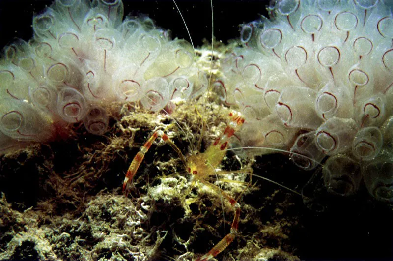 En los manglares encontramos elementos faunísticos asociados al arrecife como la aguamala, Cassiopea xamachana,
la cual se coloca cabeza abajo sobre el fondo para cernir las partículas nutritivas que le ofrece el manglar.
El manglar no sólo actúa como filtro natural. También se convierte en una importante salacuna del arrecife, dado que muchas especies que lo habitan tienen su
desarrollo larval o juvenil en el manglar. Muchos peces van a dormir al arrecife y le llevan nutrientes al defecar en los dormideros. Las ascidias, abajo, se fijan a las raíces para filtrar desde esta posición el agua. También los camarones limpiadores encuentran una tarima de despliegue, sobre este andamio.