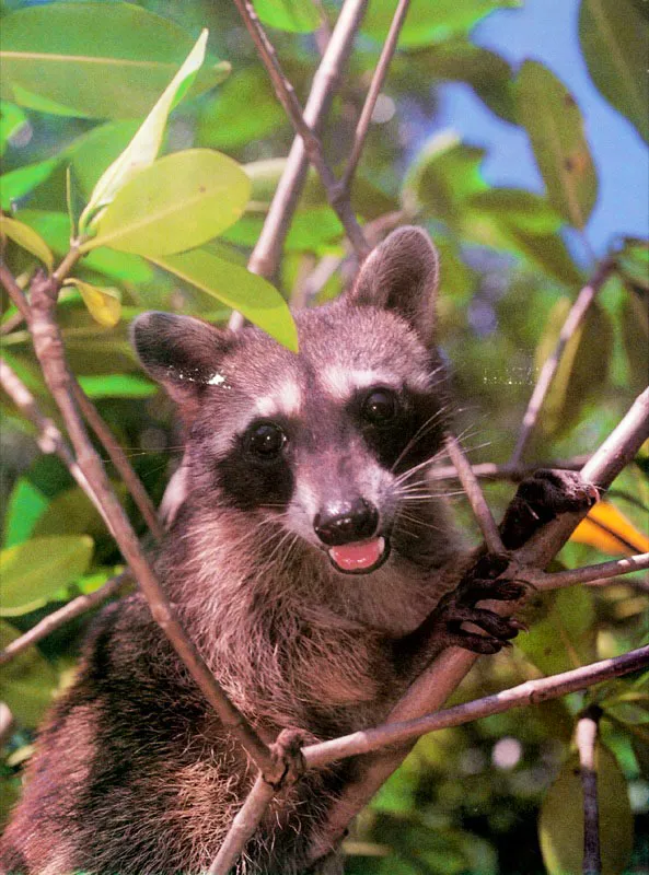 El mapache, Procyon lotor, es uno de los habitantes más curiosos del manglar. Se le encuentra todo el día buscando activamente su alimento
en este medio, el cual incluye cangrejos, moluscos y cualquier bicho que pueda comer. Pesca también en los esteros donde lava con cuidado su presa antes de ingerirla.
De ahí proviene uno de
sus nombres: oso lavador, como se le conoce en algunas partes del mundo.