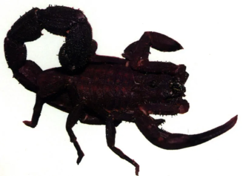 En los manglares también encontramos animales que nos sorprenden como los escorpiones. De día viven refugiados debajo de la corteza desprendida de los mangles o entre las bromelias; en la noche salen de allí y se convierten en activos cazadores de insectos.