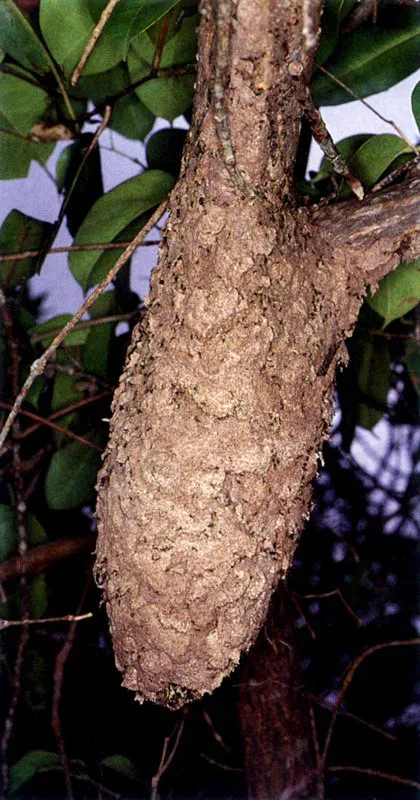 En las ramas de los manglares podemos en-contrar grandes nidos de comején, llamados termiteros, que pueden ser atacados por el oso hormiguero de cuatro dedos, Tamandua tetradactyla, el cual, después de abrir el nido con sus garras, introduce su larga lengua pegajosa para capturar los comejenes, su principal alimento.