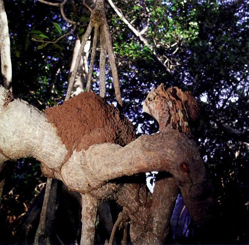 En las ramas de los manglares podemos en-contrar grandes nidos de comején, llamados termiteros, que pueden ser atacados por el oso hormiguero de cuatro dedos, Tamandua tetradactyla, el cual, después de abrir el nido con sus garras, introduce su larga lengua pegajosa para capturar los comejenes, su principal alimento.