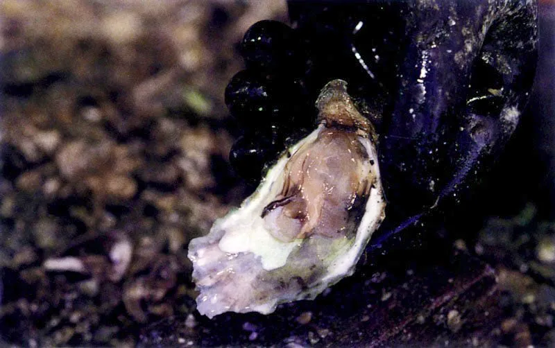 Las ostras, Crassostrea rhizophorae, son los habitantes más característicos de las raíces del mangle. Estos moluscos se fijan a ellas con una de sus valvas y desde estas perchas filtran el agua del manglar rica en nutrientes.