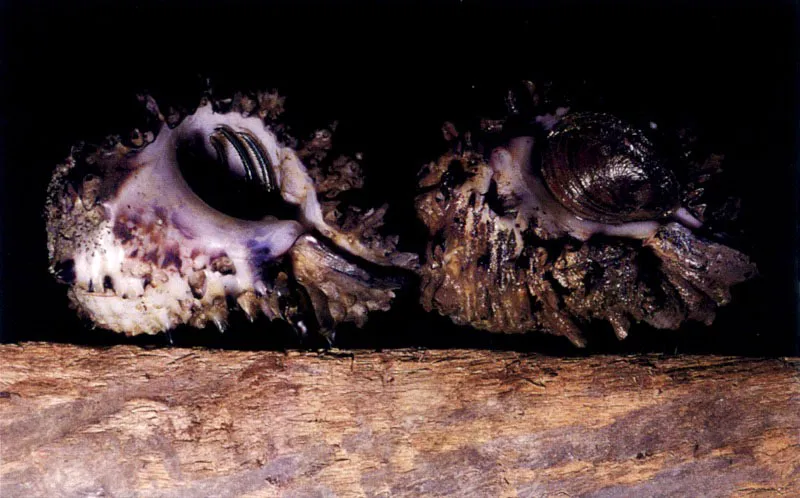 Las ostras, Crassostrea rhizophorae, son los habitantes más característicos de las raíces del mangle. Estos moluscos se fijan a ellas con una de sus valvas y desde estas perchas filtran el agua del manglar rica en nutrientes.