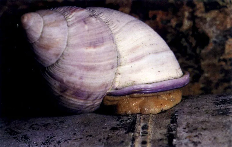 Las ostras, Crassostrea rhizophorae, son los habitantes más característicos de las raíces del mangle. Estos moluscos se fijan a ellas con una de sus valvas y desde estas perchas filtran el agua del manglar rica en nutrientes.