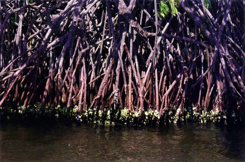 En las raíces de los mangles se encuentra un gran número de moluscos especialmente ostras y caracoles. Algunos se han especializado a tal punto que viven de las ostras que crecen sobre aquéllas.
Para lograrlo perforan la concha de su víctima con una lengua dentada modificada, conocida como rádula.