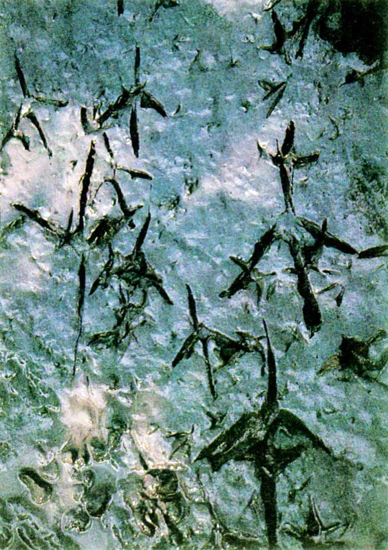 El suelo del manglar tiene abundante fauna conformada especialmente por pequeños invertebrados, los cuales son cazados activamente por gran número de aves, como lo demuestran las huellas que dejan impresas en este sustrato. Pero la mayor riqueza de nutrientes se encuentra en las aguas del estuario, verdadero paraíso para estos pescadores alados, como los piqueros, Sula leucogaster.