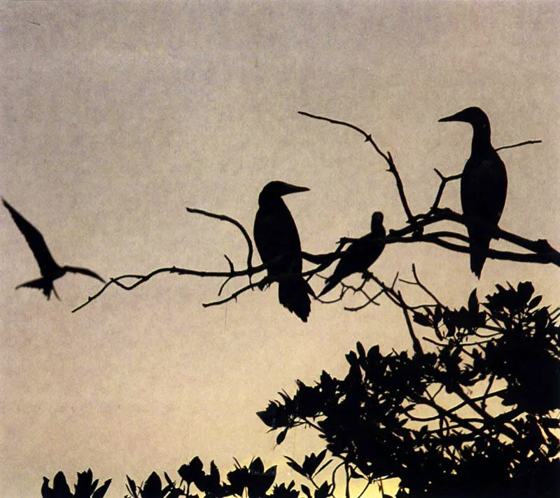 El suelo del manglar tiene abundante fauna conformada especialmente por pequeños invertebrados, los cuales son cazados activamente por gran número de aves, como lo demuestran las huellas que dejan impresas en este sustrato. Pero la mayor riqueza de nutrientes se encuentra en las aguas del estuario, verdadero paraíso para estos pescadores alados, como los piqueros, Sula leucogaster.