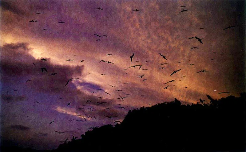 El estuario, con su oferta permanente de nutrientes, mantiene a miles de aves marinas pescadoras como las fragatas, Fregata magnificens. Al atardecer estas hermosas aves se dirigen a sus dormideros dando un espectáculo fascinante, colmado de vuelos acrobáticos y miles de sonidos.