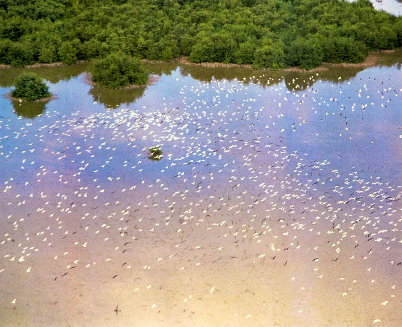 Las garzas pescan usualmente en aguas de poca profundidad y se dirigen a los playones fangosos, donde patrullan las orillas y arponean la presa con sus afilados picos, a diferencia de las tijeretas que abandonan
sus dormideros para dirigirse a pescar en zonas marinas. No bucean como la mayoría de las aves pescadoras sino que capturan la presa en aguas superficiales con un ágil y y rápido movimiento de su largo pico ganchudo. También son piratas y hostigan permanentemente a otras aves pescadoras, en especial piqueros, obligándolas a que suelten su presa. Los playones del manglar son sitios de reposo y a determinadas horas del día podemos ver cientos de pelícanos y cormoranes en esta actividad.