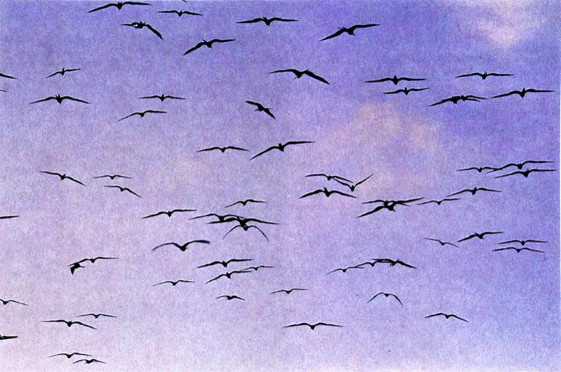 Las garzas pescan usualmente en aguas de poca profundidad y se dirigen a los playones fangosos, donde patrullan las orillas y arponean la presa con sus afilados picos, a diferencia de las tijeretas que abandonan
sus dormideros para dirigirse a pescar en zonas marinas. No bucean como la mayoría de las aves pescadoras sino que capturan la presa en aguas superficiales con un ágil y y rápido movimiento de su largo pico ganchudo. También son piratas y hostigan permanentemente a otras aves pescadoras, en especial piqueros, obligándolas a que suelten su presa. Los playones del manglar son sitios de reposo y a determinadas horas del día podemos ver cientos de pelícanos y cormoranes en esta actividad.