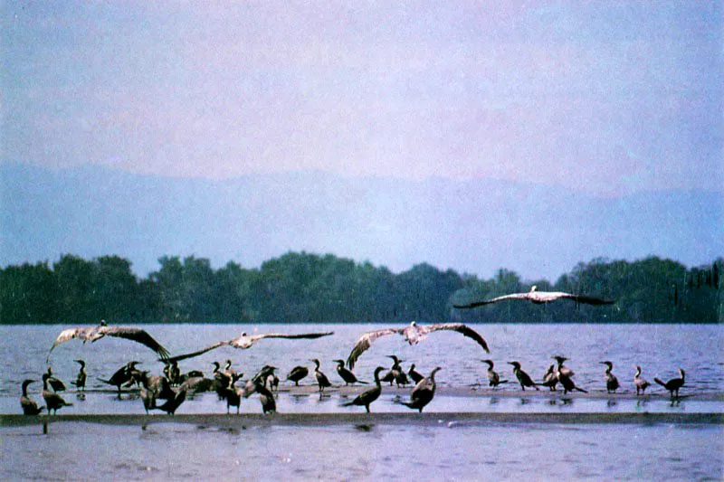 Las garzas pescan usualmente en aguas de poca profundidad y se dirigen a los playones fangosos, donde patrullan las orillas y arponean la presa con sus afilados picos, a diferencia de las tijeretas que abandonan
sus dormideros para dirigirse a pescar en zonas marinas. No bucean como la mayoría de las aves pescadoras sino que capturan la presa en aguas superficiales con un ágil y y rápido movimiento de su largo pico ganchudo. También son piratas y hostigan permanentemente a otras aves pescadoras, en especial piqueros, obligándolas a que suelten su presa. Los playones del manglar son sitios de reposo y a determinadas horas del día podemos ver cientos de pelícanos y cormoranes en esta actividad.