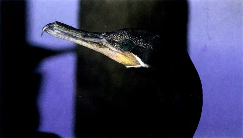 Por la forma del pico
de las aves podemos reconocer sus estrategias de cacería. El
cormorán, Phalacrocorax olivaceus, es un ágíl buceador que captura su presa bajo el agua. Por
esta razón su plumaje es denso y bien aceitado. Las garzas, como Ardea
cocoy y Tigrisoma fasciatum tienen largos y puntiagudos picos en
forma de arpón para cazar su presa flechándola.
El pescador más llamativo es sin lugar a dudas el pelícano, Pelecanus occidentalis, que al
detectar la presa se lanza como un misil para clavarse en el agua, abriendo su especializado pico provisto de una bolsa inferior que utiliza a manera de red, de la cual pocas veces escapa la víctima seleccionada.