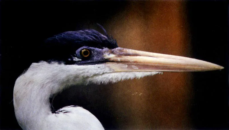 Por la forma del pico
de las aves podemos reconocer sus estrategias de cacería. El
cormorán, Phalacrocorax olivaceus, es un ágíl buceador que captura su presa bajo el agua. Por
esta razón su plumaje es denso y bien aceitado. Las garzas, como Ardea
cocoy y Tigrisoma fasciatum tienen largos y puntiagudos picos en
forma de arpón para cazar su presa flechándola.
El pescador más llamativo es sin lugar a dudas el pelícano, Pelecanus occidentalis, que al
detectar la presa se lanza como un misil para clavarse en el agua, abriendo su especializado pico provisto de una bolsa inferior que utiliza a manera de red, de la cual pocas veces escapa la víctima seleccionada.