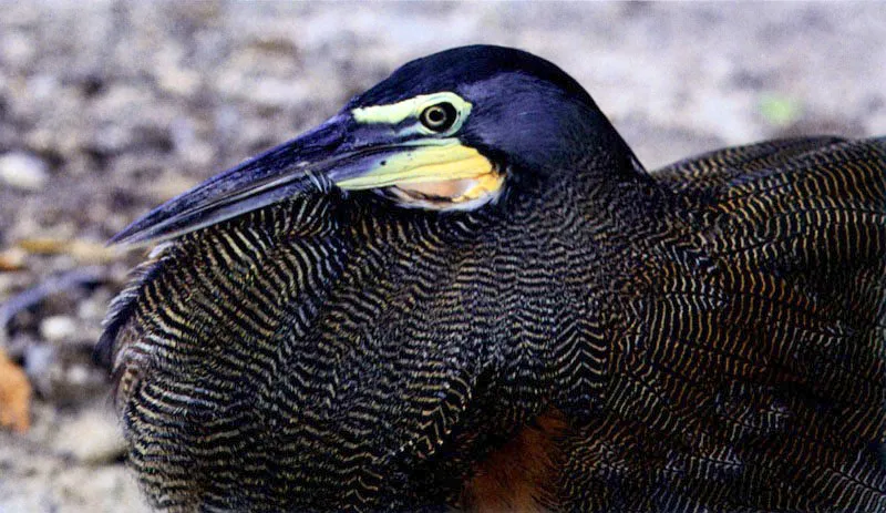 Por la forma del pico
de las aves podemos reconocer sus estrategias de cacería. El
cormorán, Phalacrocorax olivaceus, es un ágíl buceador que captura su presa bajo el agua. Por
esta razón su plumaje es denso y bien aceitado. Las garzas, como Ardea
cocoy y Tigrisoma fasciatum tienen largos y puntiagudos picos en
forma de arpón para cazar su presa flechándola.
El pescador más llamativo es sin lugar a dudas el pelícano, Pelecanus occidentalis, que al
detectar la presa se lanza como un misil para clavarse en el agua, abriendo su especializado pico provisto de una bolsa inferior que utiliza a manera de red, de la cual pocas veces escapa la víctima seleccionada.