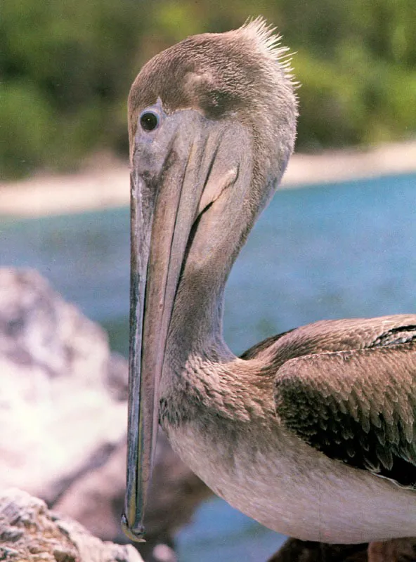 Por la forma del pico
de las aves podemos reconocer sus estrategias de cacería. El
cormorán, Phalacrocorax olivaceus, es un ágíl buceador que captura su presa bajo el agua. Por
esta razón su plumaje es denso y bien aceitado. Las garzas, como Ardea
cocoy y Tigrisoma fasciatum tienen largos y puntiagudos picos en
forma de arpón para cazar su presa flechándola.
El pescador más llamativo es sin lugar a dudas el pelícano, Pelecanus occidentalis, que al
detectar la presa se lanza como un misil para clavarse en el agua, abriendo su especializado pico provisto de una bolsa inferior que utiliza a manera de red, de la cual pocas veces escapa la víctima seleccionada.