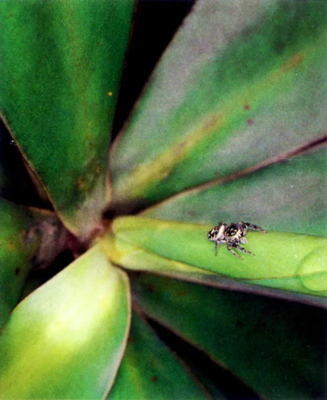 Las ramas altas y el follaje del manglar presentan todo un mundo
viviente dominado principalmente por insectos. Estos a su vez atraen las arañas, que tejen complicadas redes para capturarlos y así regular
su número .